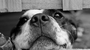 Tierschutz: liebhappen spendet für Tierhilfe Hundeglück